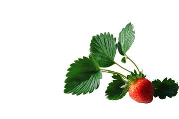 A single strawberry with lush green leaves on a crisp white background, emphasizing the bright red fruit and its glossy surface.