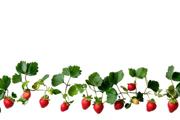 A still-life composition of several strawberries with leafy tops arranged in a neat line on a white surface, capturing the bright colors and natural shape of the berries