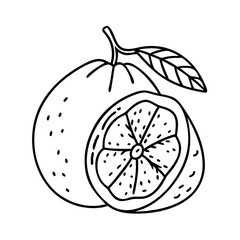 pomelo fruit icon, pomelo fruit vector illustration-simple illustration of pomelo fruit, perfect for pomelo fruit logos and icons