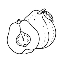 quince fruit icon, quince fruit vector illustration-simple illustration of quince fruit, perfect for quince fruit logos and icons