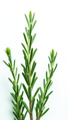Fototapeta premium Sprigs of rosemary against bright white backdrop, garden, herbaceous