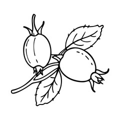 rosehip fruit icon, rosehip fruit vector illustration-simple illustration of rosehip fruit, perfect for rosehip fruit logos and icons