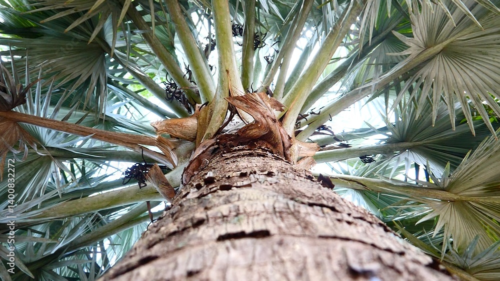 Poster upward gaze: perspective shot captures the intricate details and robust structure of a palm tree, il