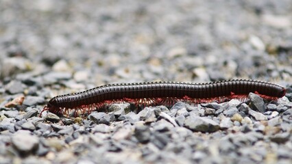 Millipede on gravel: An intimate, macro shot captures a millipede gracefully traversing a bed of gravel, showcasing its segmented body and myriad legs in fine detail.