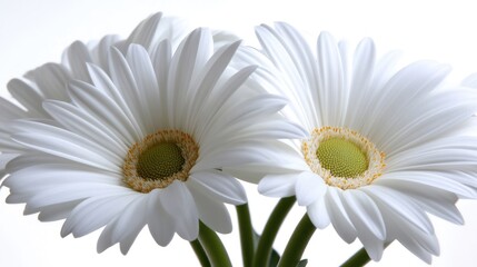 Naklejka premium Close-up of three white daisies. Soft focus, bright, and elegant. Delicate petals surround a central green center