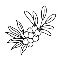 sea buckthorn icon, sea buckthorn vector illustration-simple illustration of sea buckthorn, perfect for sea buckthorn logos and icons