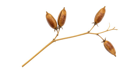 Isolated Dried Seed Pods