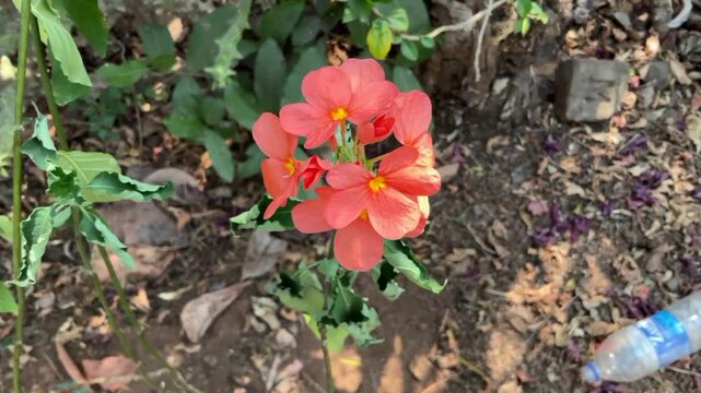 firecracker flowers, is a species of flowering plant in the family Acanthaceae, Crossandra infundibuliformis, aboli 