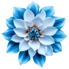 blue and white dahlia flower bloom