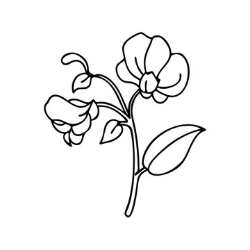 black and white sweet pea flower drawing clip art preview