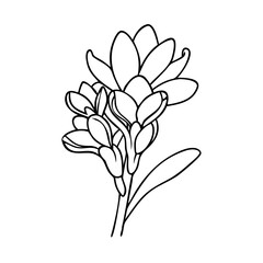 tuberose flower icon, tuberose flower vector illustration-simple illustration of tuberose flower, perfect for tuberose flower logos and icons