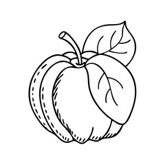 velvet apple icon, velvet apple vector illustration-simple illustration of velvet apple, perfect for velvet apple logos and icons