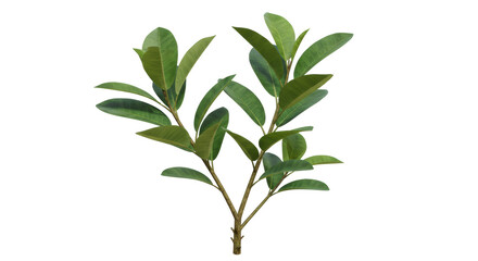 Isolated Green Leaves Branch