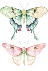 Obraz premium Three captivating moth species showcase their beauty in soft pastel colors