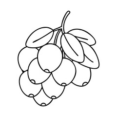 yumberry icon, yumberry vector illustration-simple illustration of yumberry, perfect for yumberry logos and icons