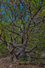 Fototapeta premium An unusual spreading tree in the Crimean forest with a powerful curved trunk and winding branches, embracing a stone at the base. 