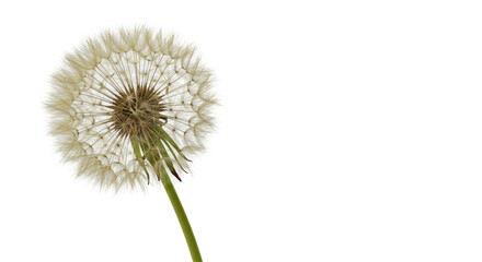 Isolated Dandelion