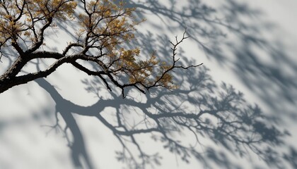 Elegant branching shadows tranquil garden nature photography soft environment artistic perspective light and shadow play