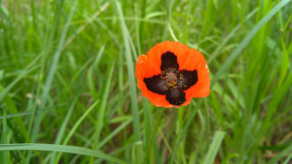 red poppy in green grass field, close-up flower