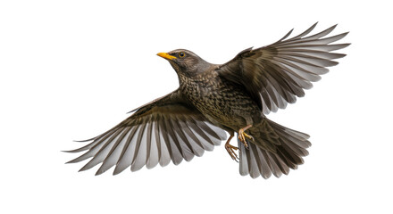 Isolated Blackbird in Flight