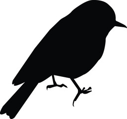 Magpie bird black Silhouette