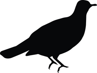 Pigeon Silhouette Vector Illustration White Background