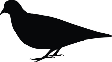 Pigeon silhouette isolated on white background