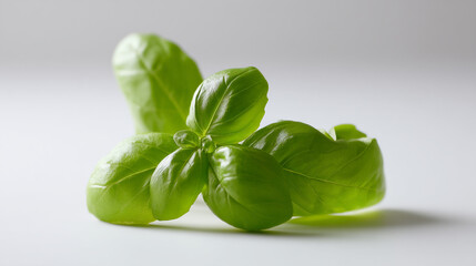 Obraz premium Fresh basil leaves close up aromatic herb for cooking italian cuisine mediterranean diet ingredient photography