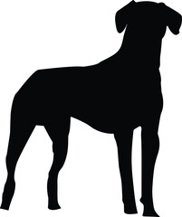 German Shorthaired Pointer black silhouette Vector
