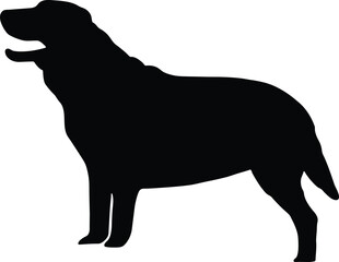 Labrador dog silhouette on a white background