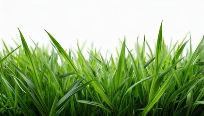 Obraz premium green grass blades isolated on white background with fresh natural texture