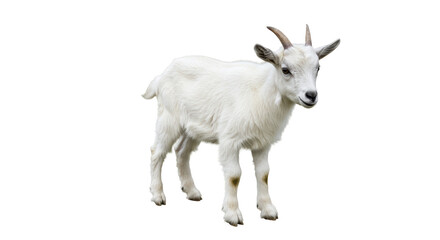 Isolated White Goat