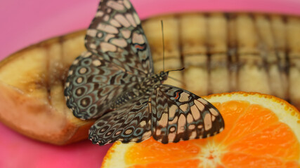 Butterfly Cracker or Hamadryas sp., feeding and resting. Butterfly Cracker known for the sound the males make when in flight. Found in Central and South America.