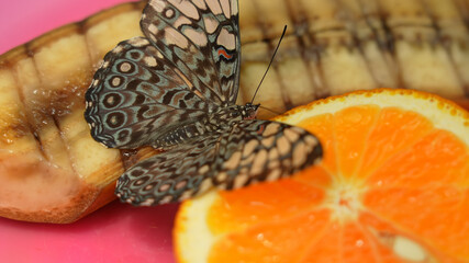 Butterfly Cracker or Hamadryas sp., feeding and resting. Butterfly Cracker known for the sound the males make when in flight. Found in Central and South America.