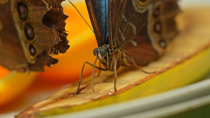 Butterfly Blue Morpho or Morpho Peleides, feeding and resting. Butterfly ventral lower wings surface is dull brown and covered in eye spots. Found in Central and South America.
