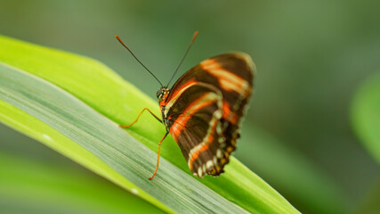 Butterfly Banded Orange resting on the green plant. This butterflies found in Brazil north through Central America, Texas and Kansas.