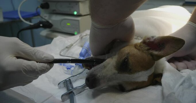 Veterinarians perform a gastroscopy on an anesthetized Jack Russell Terrier lying on an operating table carefully inserting a gastroscope into the dog's mouth. Gastroscopy in a dog. Part of a series.