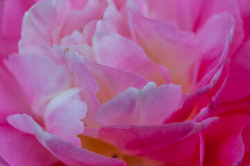 Beautiful closeup of a special variety of a bright colorful blooming tulips 
