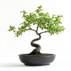A bonsai tree with vibrant green foliage and a uniquely curved trunk sits in a dark pot