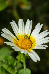 Obraz premium Small green grasshopper standing on a white and yellow daisy flower