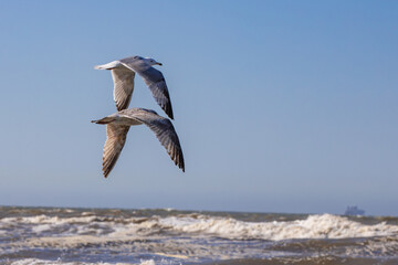 M&ouml;we im Parallelflug