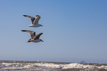 M&ouml;we im Parallelflug