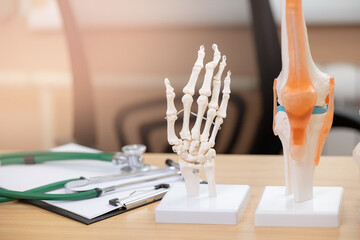 Human bone models and medical stethoscope on desk in doctor rheumatologist office