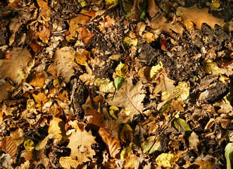 Herbstlaub in unterschiedlichen Wäldern