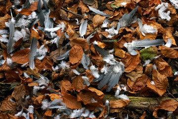 Herbstlaub in unterschiedlichen Wäldern
