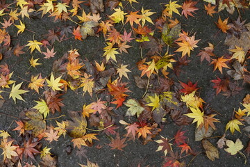 Japanischer Ahorn - herabfallendes Laub im Herbst - Rombergpark Dortmund