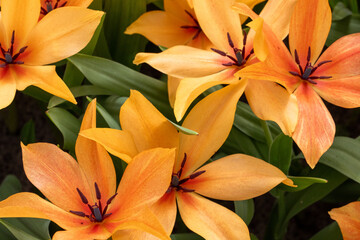 Tulpen im Fr&uuml;hling 