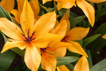 Tulpen im Fr&uuml;hling 