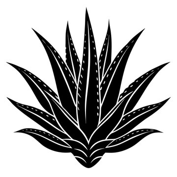 recommend clip art: A Aloe Vera Plant  silhouette