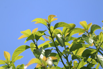 Green young avocado leaf
